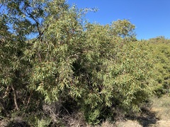 Eucalyptus lateritica