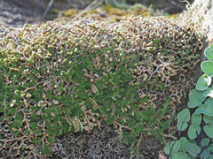 Selaginella dregei