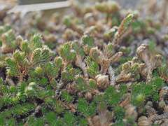 Selaginella dregei