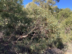 Eucalyptus accedens