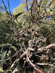 Eucalyptus accedens