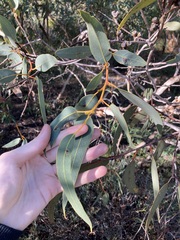 Eucalyptus accedens
