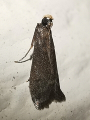 Eccopisa effractella