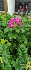 Rosa rugosa