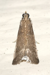 Eccopisa effractella