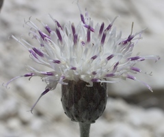 Jurinea kirghisorum