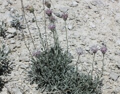 Jurinea kirghisorum