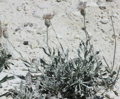 Jurinea kirghisorum