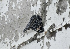 Hamadryas amphinome mazai