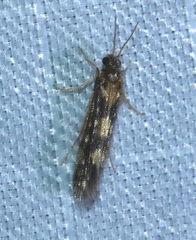 Agraylea multipunctata