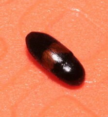 Drapetes mordelloides