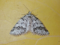 Tephronia lhommaria