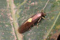 Wegneria chrysophthalma