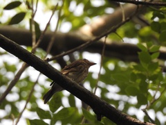 Muscicapa williamsoni