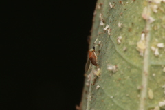Anagyrus pseudococci