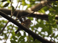 Muscicapa williamsoni
