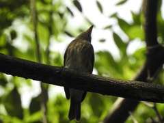 Muscicapa williamsoni
