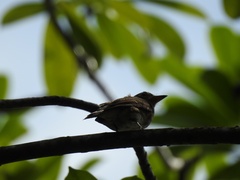 Muscicapa williamsoni