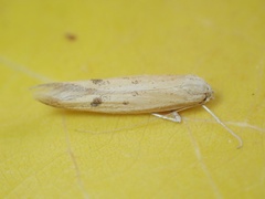 Epidola