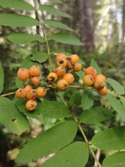 Sorbus sibirica