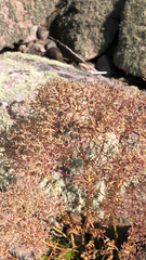 Chorizanthe brevicornu