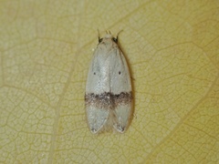 Odites kollarella
