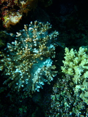Klyxum