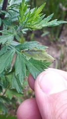 Calycomyza artemisiae