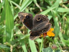 Junonia nigrosuffusa