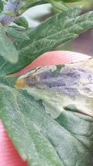 Calycomyza artemisiae