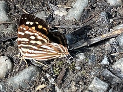 Dodona eugenes esakii