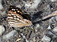 Dodona eugenes esakii
