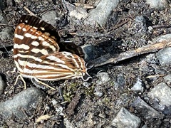 Dodona eugenes esakii