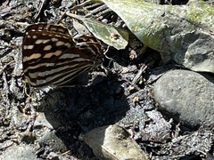 Dodona eugenes esakii