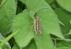 Boopedon flaviventris