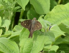 Thorybes dorantes dorantes