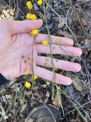 Acacia applanata