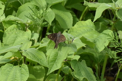 Thorybes dorantes dorantes