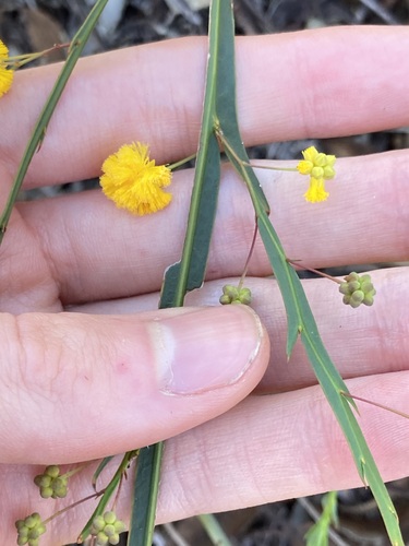 Image of Acacia applanata by (c) Thomas Mesaglio, some rights reserved (CC BY)