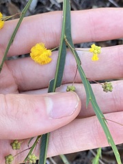 Acacia applanata
