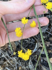 Acacia applanata