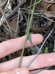 Acacia applanata