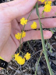 Acacia applanata