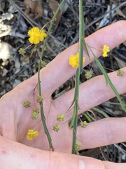 Acacia applanata