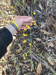 Acacia applanata