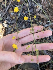 Acacia applanata