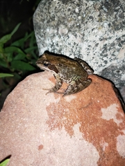 Rana temporaria