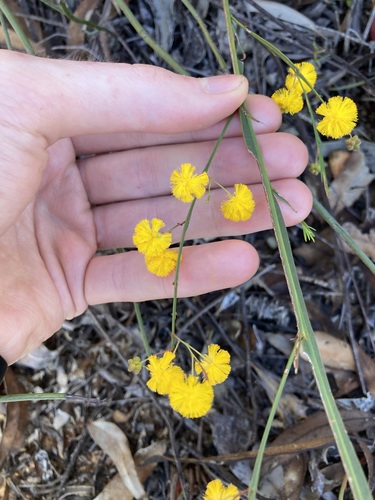 Image of Acacia applanata by (c) Thomas Mesaglio, some rights reserved (CC BY)