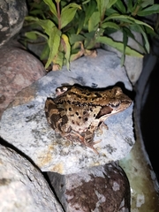 Rana temporaria