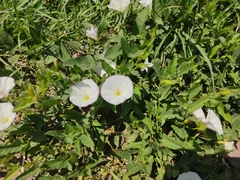 Convolvulus arvensis